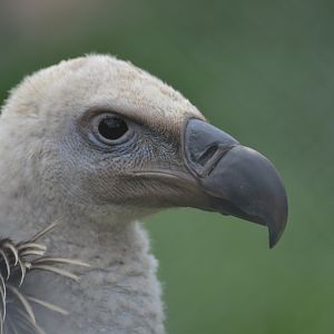 Rueppell's griffon vulture