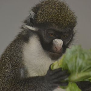 Eastern lesser white-nosed guenon