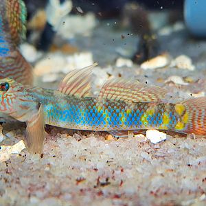 Formosan Brook Goby (Rhinogobius formosanus)