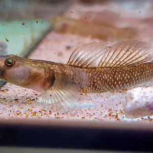 Red-spotted Goby (Rhinogobius szechuanensis)