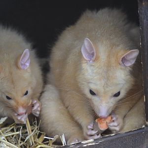 Tasmanian golden possums