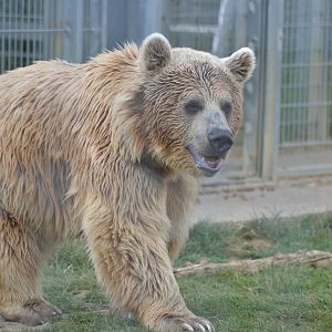 Syrian brown bear