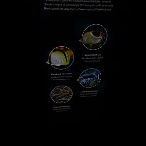 Triggerfish / bufferflyfish tank signage