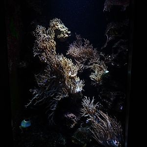 Triggerfish / bufferflyfish tank