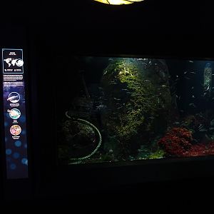 Stickleback / flounder tank