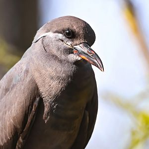 Inca tern