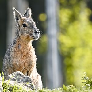 Patagonian mara