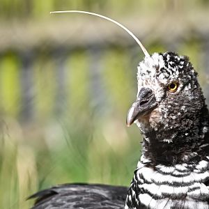 Horned screamer