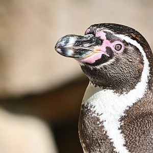 Humboldt penguin
