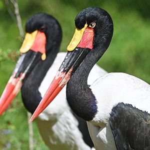 Saddle-billed stork