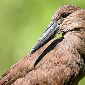 Hamerkop