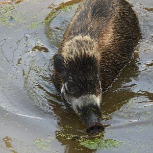Visayan Warty Pig