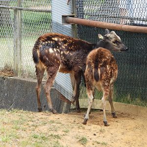 Visayan Spotted Deer