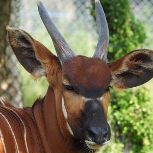 Female Bongo