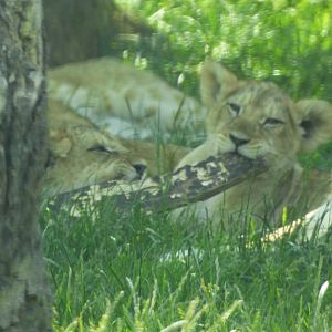 African Lion Cubs