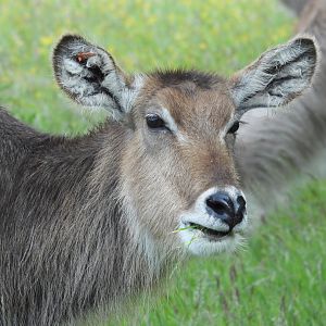 Waterbuck