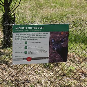 Tufted Deer Sign