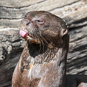 Giant otter