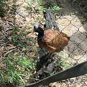 Wortham World of Primates-Helmeted Curassow