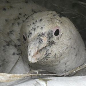 Leucistic Magellanic penguin "Freckles"