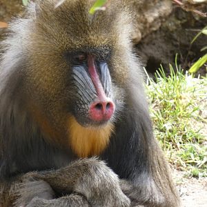 Mandrill