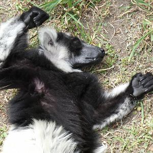 Snoozing black-and-white ruffed lemur