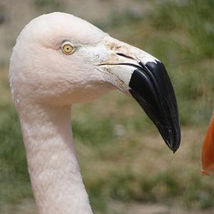 Chilean flamingo