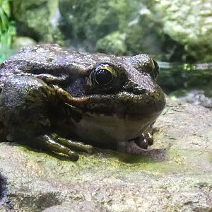 California red-legged frog