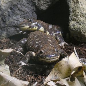 California tiger salamanders