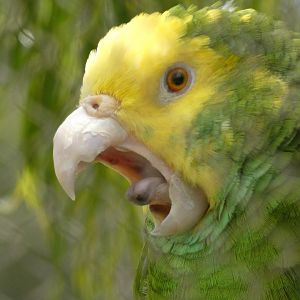 Yellow-headed amazon