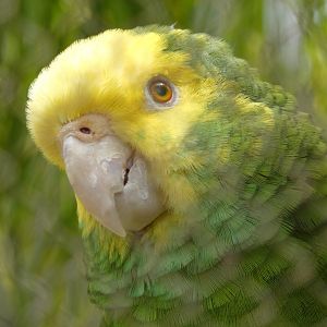 Yellow-headed amazon