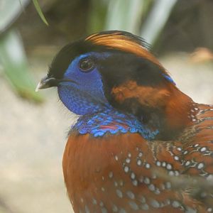 Temminck's tragopan