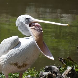 Pink-backed pelican