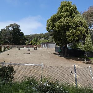 Przewalski's wild horse exhibit
