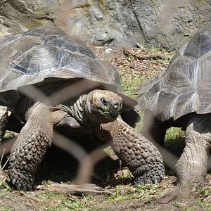 Western Santa Cruz tortoise