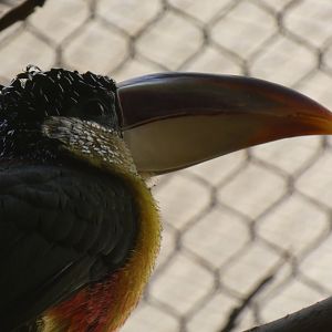 Curl-crested aracari