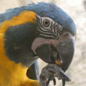Blue-throated macaw