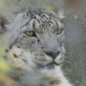 Snow leopard