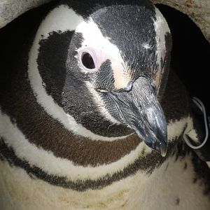 Magellanic penguin