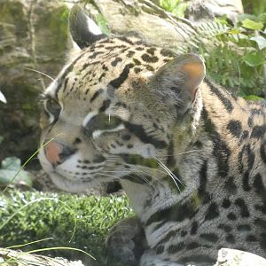 Ocelot