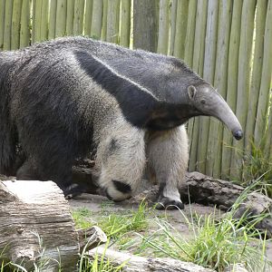 Giant anteater