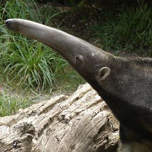 Giant anteater