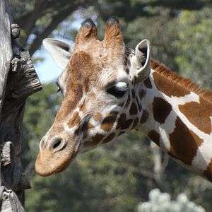 Reticulated giraffe