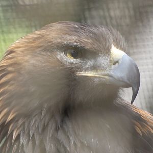 Golden eagle