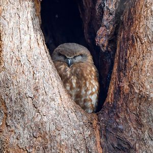 Australian Boobook