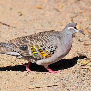 Common Bronzewing