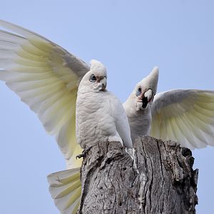 Little Corellas