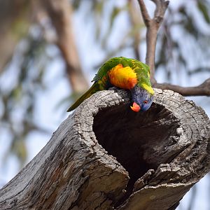 Rainbow Lorikeet
