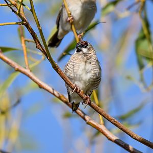 Plum-headed Finch