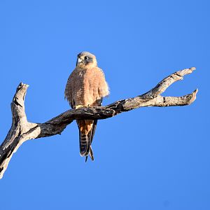 Australian Hobby